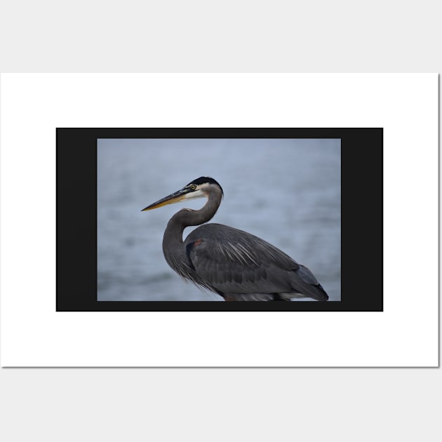 Great Blue Heron 21 Wall Art by ToniaDelozier